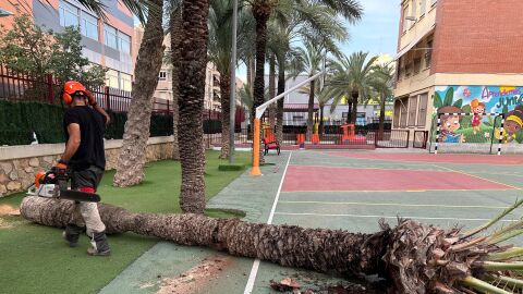 Palmera talada en un centro educativo de Elche. 