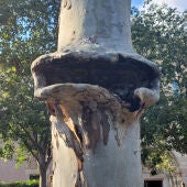 Arbres marcats al carrer Diputació de Barcelona