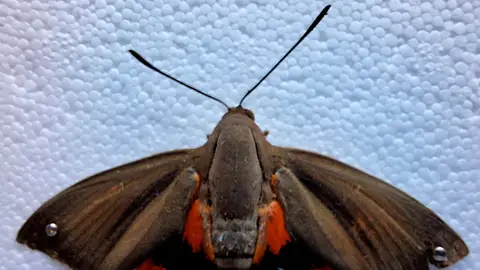 Ejemplar de Paysandisia archon. Ejemplar de Paysandisia archon.