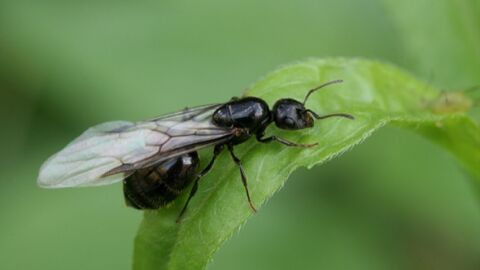 Invasi&oacute;n de hormigas voladoras tras la lluvia: el curioso fen&oacute;meno del vuelo nupcial