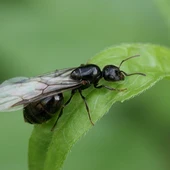 Invasión de hormigas voladoras tras la lluvia: el curioso fenómeno del vuelo nupcial Invasión de hormigas voladoras tras la lluvia: el curioso fenómeno del vuelo nupcial