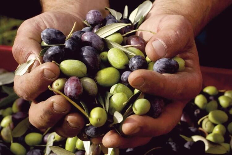 ASAJA Málaga denuncia que el precio al que se está pagando la aceituna de mesa Hojiblanca en Málaga no cubre los costes de producción ASAJA Málaga denuncia que el precio al que se está pagando la aceituna de mesa Hojiblanca en Málaga no cubre los costes de producción
