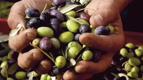 La Unión alerta de "especulación" en la compra de aceituna por los industriales para subir el precio del aceite La Unión alerta de "especulación" en la compra de aceituna por los industriales para subir el precio del aceite