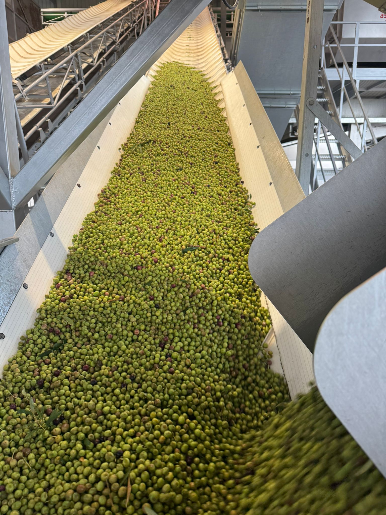 Generalización de la campaña de aceituna en la Cooperativa Olivarera de Valdepeñas Generalización de la campaña de aceituna en la Cooperativa Olivarera de Valdepeñas