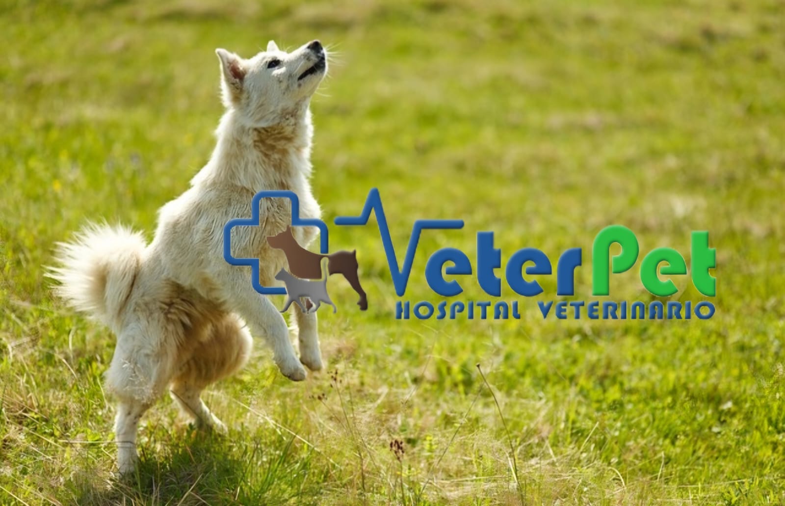 Tengo un perro reactivo. ¿Qué significa y qué puedo hacer? Lo explica el adiestrador Ángel Osuna Tengo un perro reactivo. ¿Qué significa y qué puedo hacer? Lo explica el adiestrador Ángel Osuna