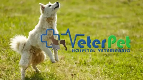 ¿Qué significa que mi perro sea reactivo? Lo explica el adiestrador Ángel Osuna ¿Qué significa que mi perro sea reactivo? Lo explica el adiestrador Ángel Osuna