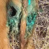 La Junta de Castilla y León ha censado 20 manadas de lobo en Segovia 