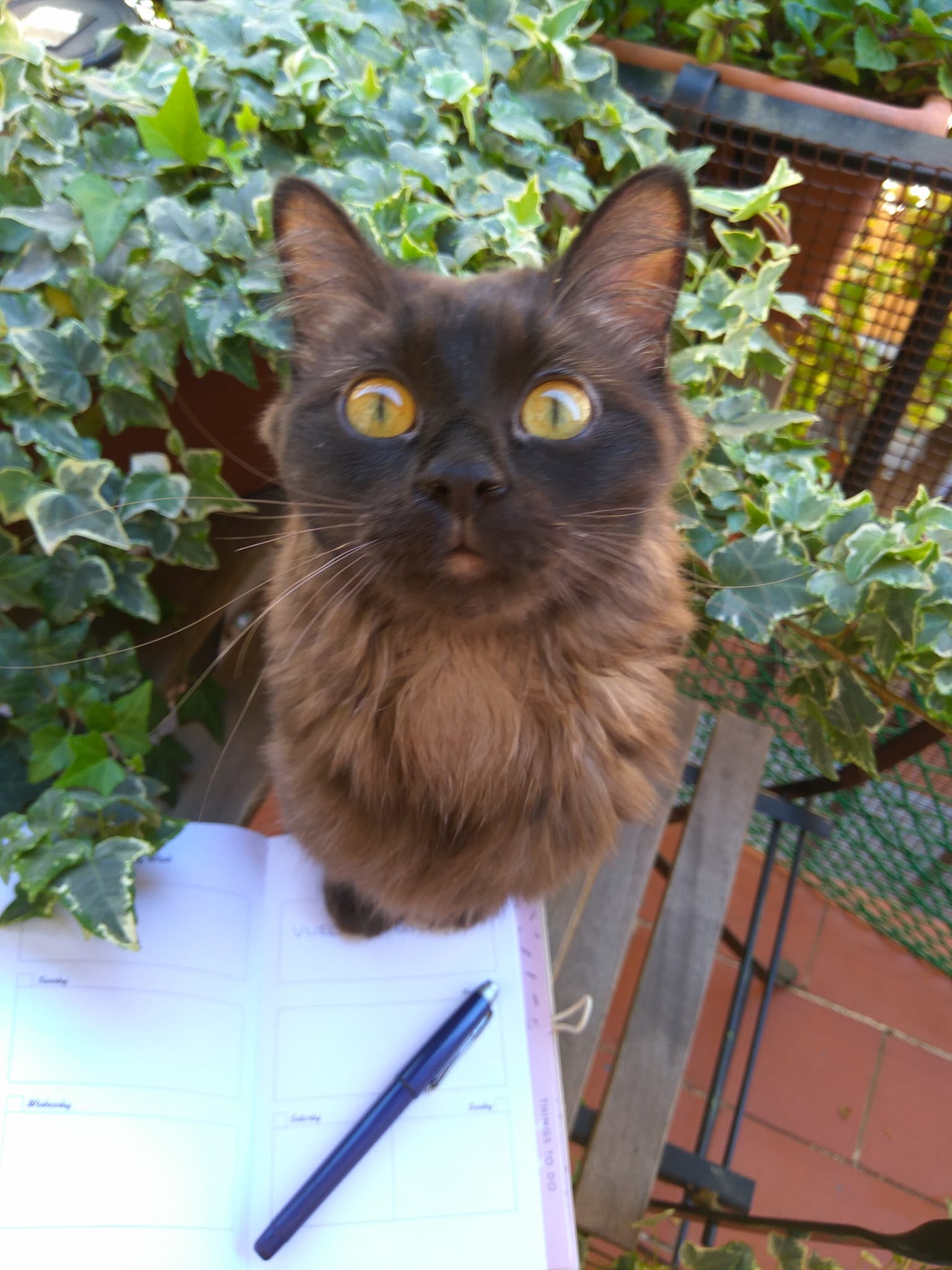 Esterilización en gatos Esterilización en gatos