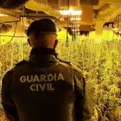 La Guardia Civil, en el marco de la operación Savari-Green Small, ha desarticulado siete centros de producción de marihuana en las localidades granadinas de Santa Fe, Chauchina, Fuente Vaqueros, Pinos Puente, Güevéjar y Cúllar Vega, en 2024.