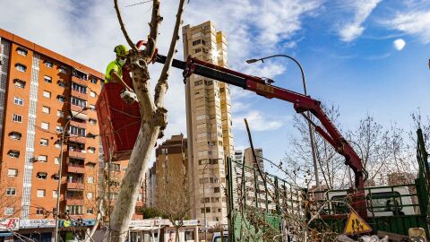 Benidorm inicia la poda de arbolado en toda la ciudad