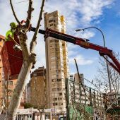 Benidorm inicia la poda de arbolado en toda la ciudad