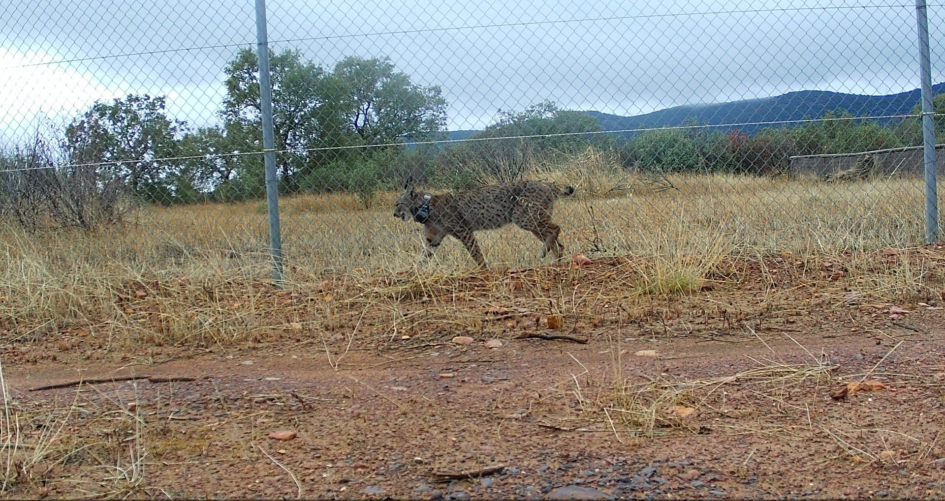 Sueltan a un segundo lince ibérico en el Parque de Cabañeros Sueltan a un segundo lince ibérico en el Parque de Cabañeros