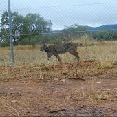 La lince "Uvita" liberada en Cabañeros