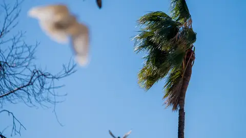 Una palmera movida por el viento. Una palmera movida por el viento.