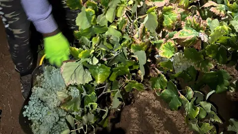 Comunidad de Labradores de Almendralejo celebra el adelanto de la provisión de la garantía calificada de cava Comunidad de Labradores de Almendralejo celebra el adelanto de la provisión de la garantía calificada de cava
