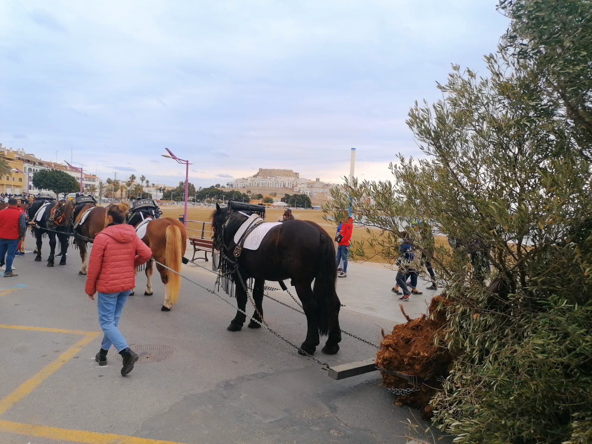 Peñíscola arranca la celebración de Sant Antoni con 'La baixada de l´arbre' el sábado Peñíscola arranca la celebración de Sant Antoni con 'La baixada de l´arbre' el sábado