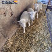 Corderos recuperados por la Policía