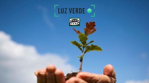Apadrina un &aacute;rbol 