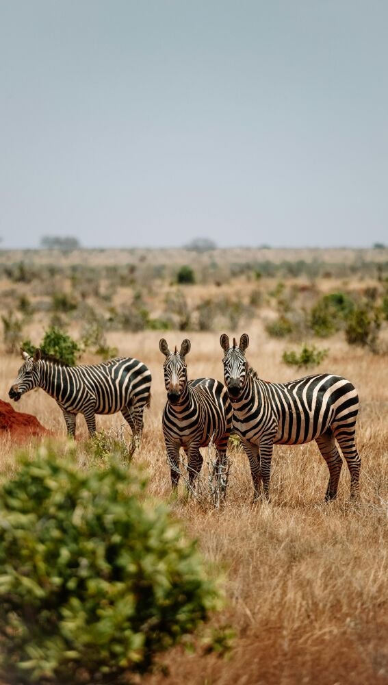 Cebras en los safaris