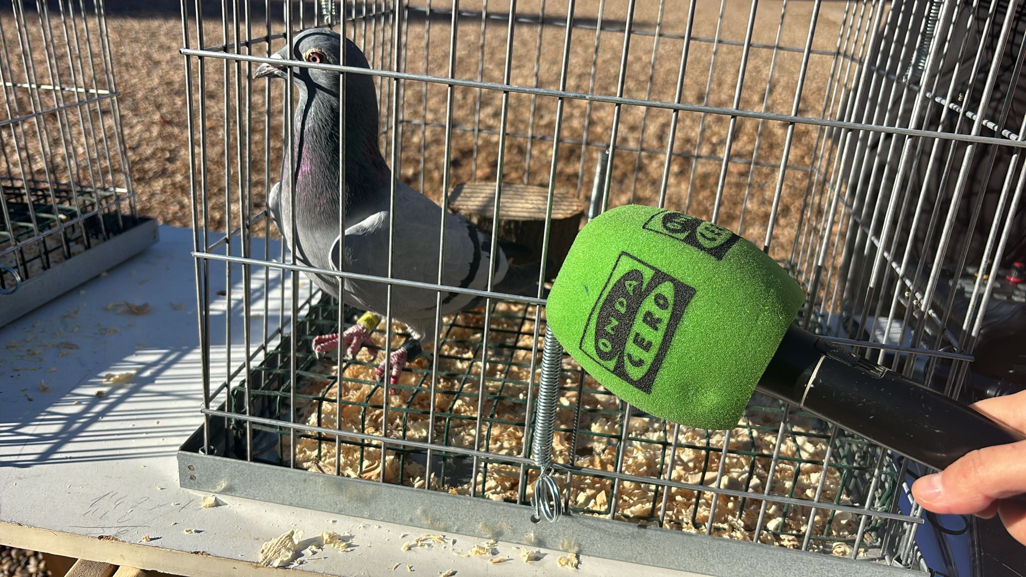 Las palomas: cría y cuidado de uno de los animales más humanizados Las palomas: cría y cuidado de uno de los animales más humanizados