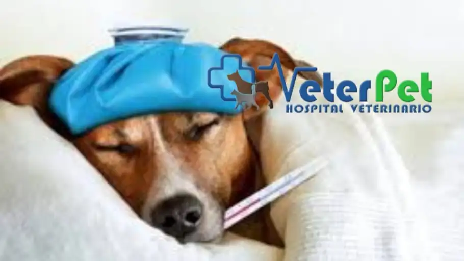 ¿Los perros pueden contagiarse de la gripe de los humanos? Ángel Osuna lo aclara ¿Los perros pueden contagiarse de la gripe de los humanos? Ángel Osuna lo aclara
