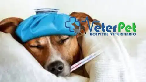 ¿Los perros pueden contagiarse de la gripe de los humanos? Ángel Osuna lo aclara ¿Los perros pueden contagiarse de la gripe de los humanos? Ángel Osuna lo aclara