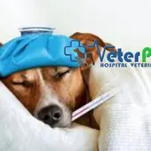 ¿Los perros pueden contagiarse de la gripe de los humanos? Ángel Osuna lo aclara ¿Los perros pueden contagiarse de la gripe de los humanos? Ángel Osuna lo aclara