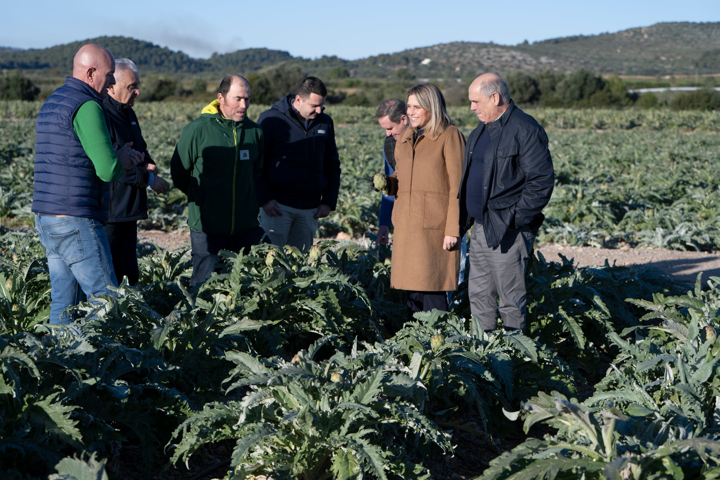 La Diputación de Castellón destina 50.000 euros para proteger y potenciar la alcachofa de Benicarló La Diputación de Castellón destina 50.000 euros para proteger y potenciar la alcachofa de Benicarló