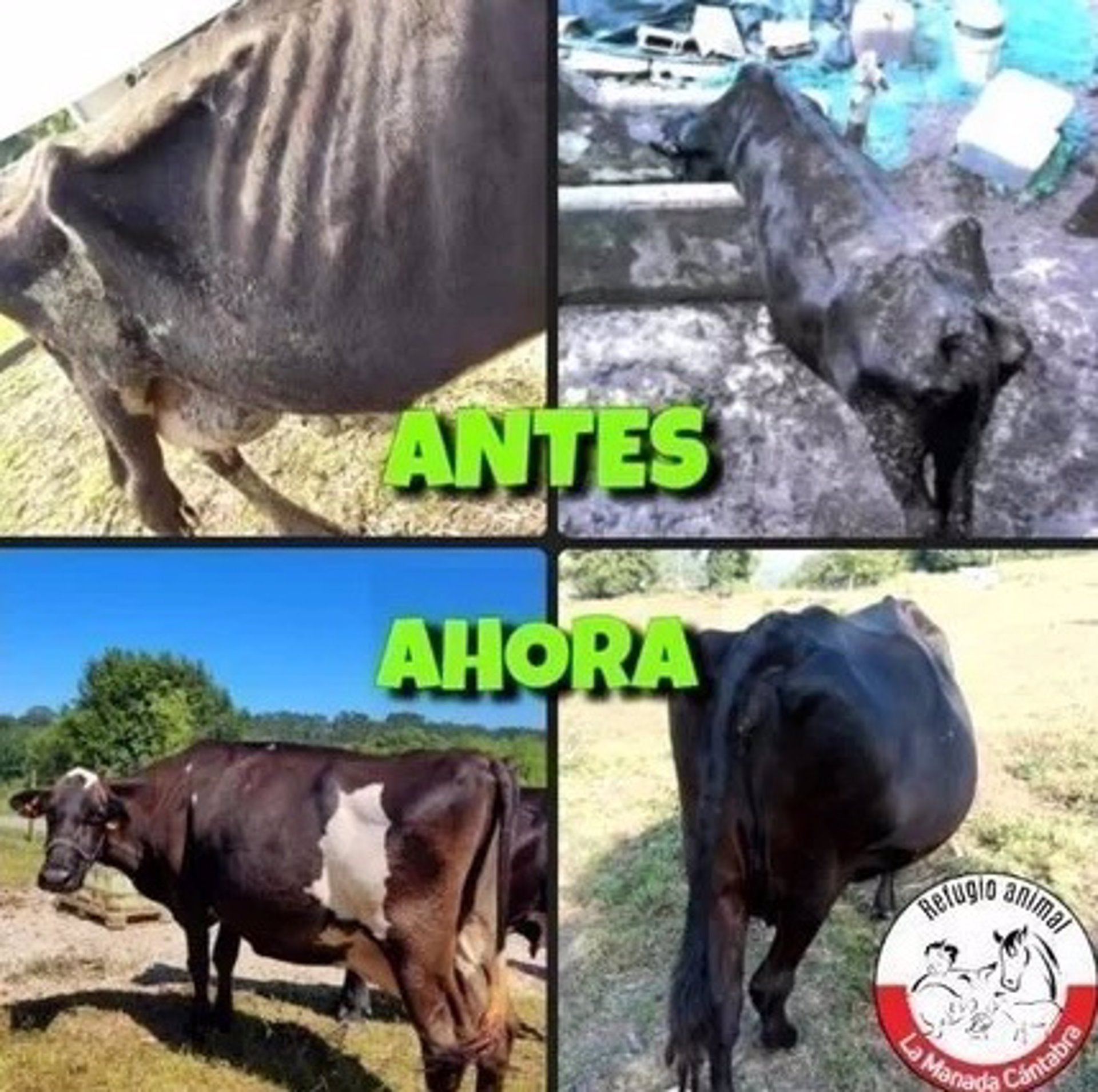 La Manada Cántabra tratará de evitar la devolución de cinco vacas "maltratadas" a su dueño La Manada Cántabra tratará de evitar la devolución de cinco vacas "maltratadas" a su dueño