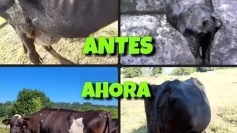 La Manada Cántabra tratará de evitar la devolución de cinco vacas "maltratadas" a su dueño La Manada Cántabra tratará de evitar la devolución de cinco vacas "maltratadas" a su dueño