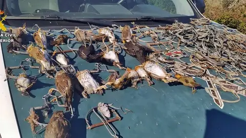 Sorprendidos dos vecinos de Monterrubio de la Serena cuando cazaban ilegalmente con artes prohibidas Sorprendidos dos vecinos de Monterrubio de la Serena cuando cazaban ilegalmente con artes prohibidas