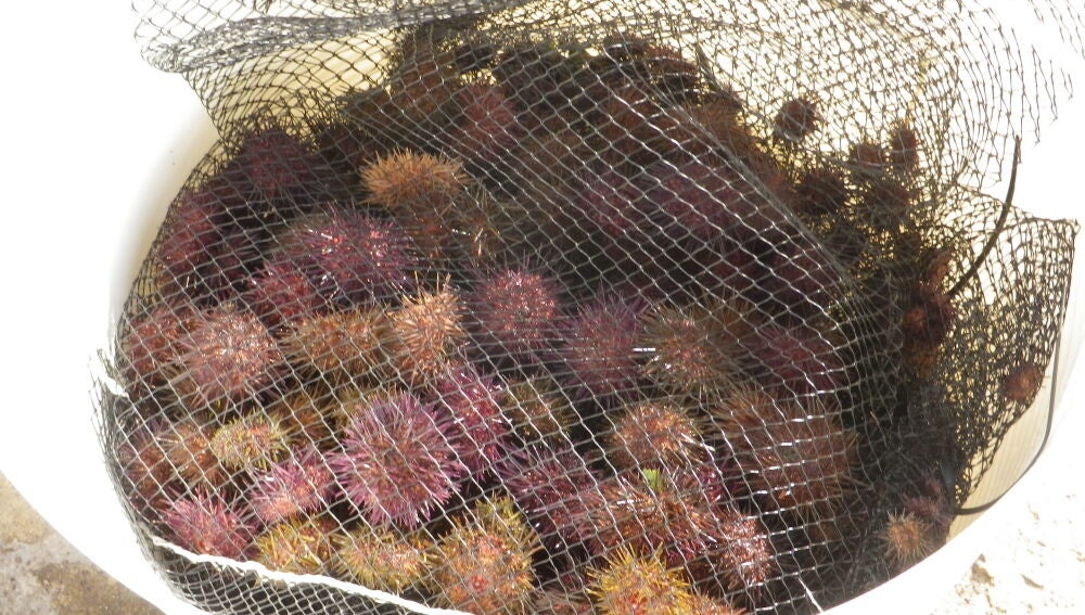 Un total de 89 mariscadores podrán participar en nuevo plan experimental de extracción del oricio.