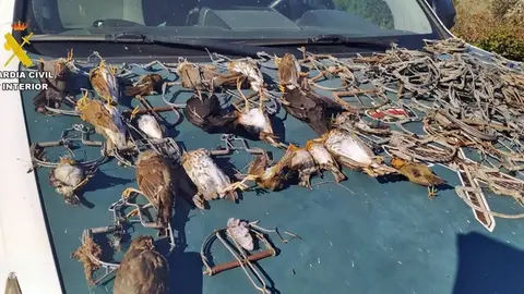 Sorprendidos dos vecinos de Monterrubio de la Serena cuando cazaban ilegalmente con artes prohibidas Sorprendidos dos vecinos de Monterrubio de la Serena cuando cazaban ilegalmente con artes prohibidas