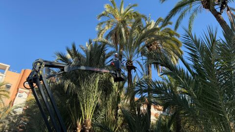 Trabajo de poda de palmeras en el Huerto de Montenegro de Elche.