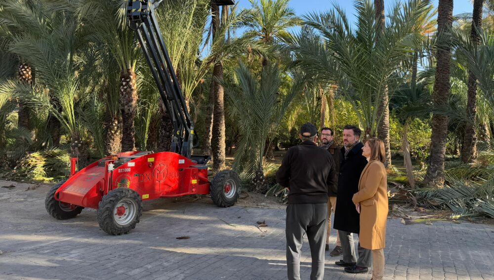 Trabajo de poda de palmeras en el Huerto de Montenegro de Elche.