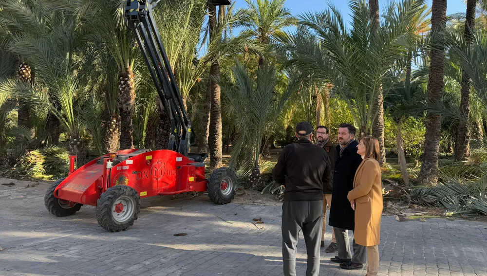 Trabajo de poda de palmeras en el Huerto de Montenegro de Elche. Trabajo de poda de palmeras en el Huerto de Montenegro de Elche.