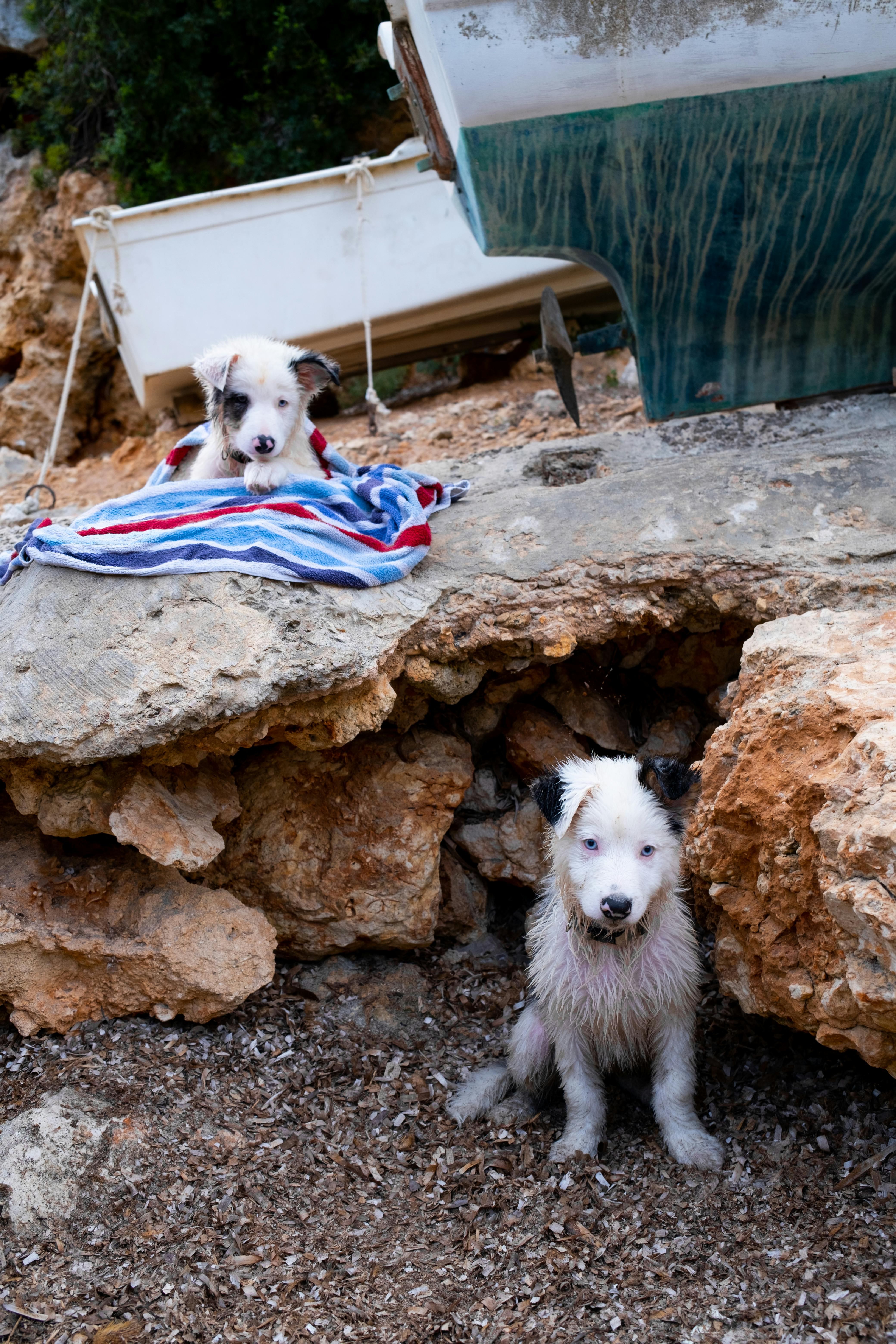 Una activista denuncia que Marruecos asesinará a millones de perros antes del Mundial 2030 Una activista denuncia que Marruecos asesinará a millones de perros antes del Mundial 2030