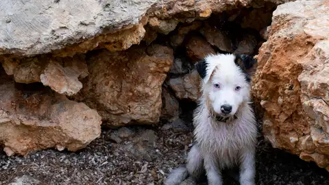 Una activista denuncia que Marruecos asesinará a millones de perros antes del Mundial 2030 Una activista denuncia que Marruecos asesinará a millones de perros antes del Mundial 2030