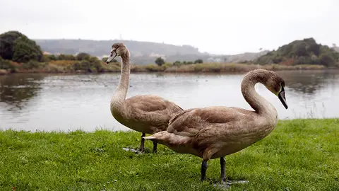 Parque Natural de las Marismas de Santoña, Victoria y Joyel Parque Natural de las Marismas de Santoña, Victoria y Joyel