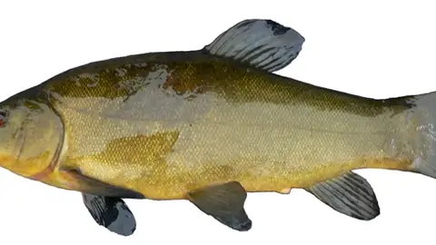 El Cicyetex desarrollará un proyecto de optimización de la producción de tenca mediante dietas con nuevos ingredientes El Cicyetex desarrollará un proyecto de optimización de la producción de tenca mediante dietas con nuevos ingredientes