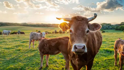 La nueva crisis sanitaria está poniendo en jaque a muchos profesionales del sector ganadero La nueva crisis sanitaria está poniendo en jaque a muchos profesionales del sector ganadero