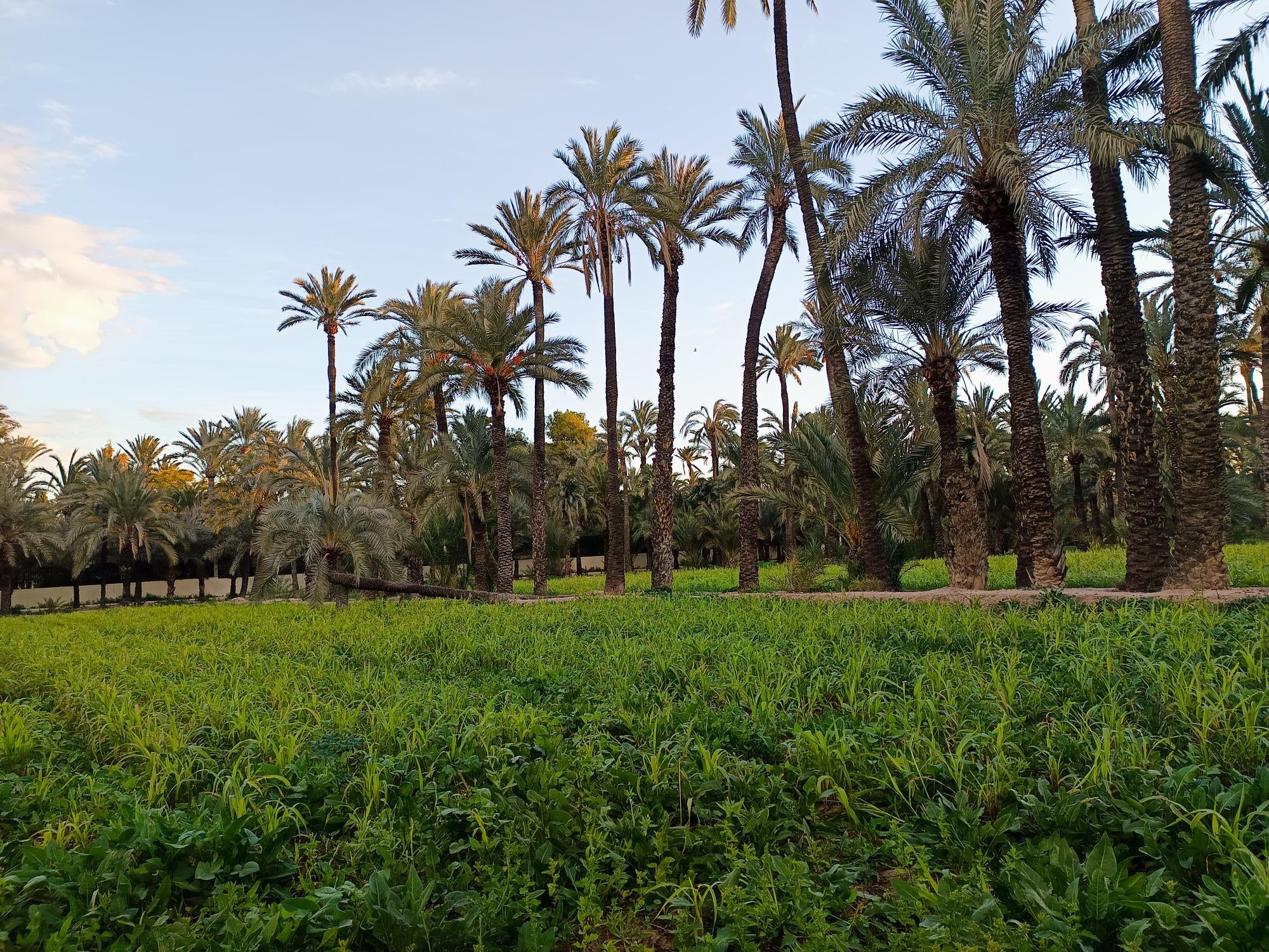 El sol ratifica su presencia toda la Semana Santa en Elche, Crevillent y Santa Pola El sol ratifica su presencia toda la Semana Santa en Elche, Crevillent y Santa Pola