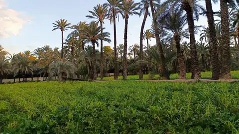 Huerto en el Palmeral histórico de Elche. Huerto en el Palmeral histórico de Elche.