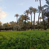 Huerto en el Palmeral histórico de Elche. Huerto en el Palmeral histórico de Elche.