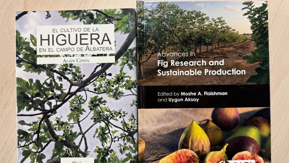 El albaterense Alain Costa descubre una técnica para fijar la breva en la higuera y aumentar la producción