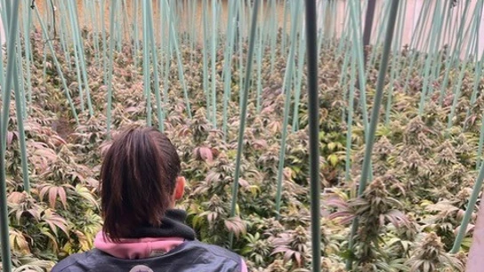 Imagen de la nave desmantelada con la mayor plantación de marihuana indoor de Huesca Imagen de la nave desmantelada con la mayor plantación de marihuana indoor de Huesca