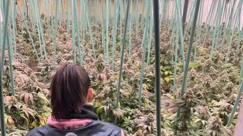 Imagen de la nave desmantelada con la mayor plantación de marihuana indoor de Huesca Imagen de la nave desmantelada con la mayor plantación de marihuana indoor de Huesca