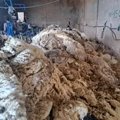Lana procedente del esquileo de ovejas en Valdepeñas Lana procedente del esquileo de ovejas en Valdepeñas