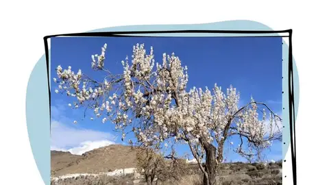 VELEFIQUE ALMENDRO VELEFIQUE ALMENDRO