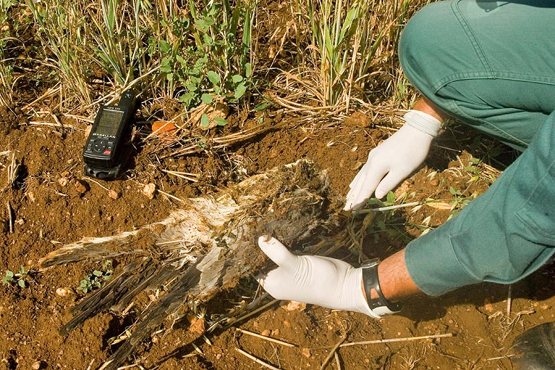 Fondenex denuncia que casi mil animales silvestres mueren todos los años como consecuencia de intoxicaciones por diversos venenos Fondenex denuncia que casi mil animales silvestres mueren todos los años como consecuencia de intoxicaciones por diversos venenos